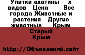 Улитки ахатины  2-х видов › Цена ­ 0 - Все города Животные и растения » Другие животные   . Крым,Старый Крым